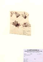 藏品(Gelidium lingulatum Kützing)的圖片